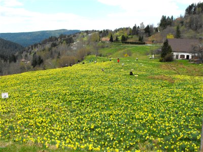 Picking daffodils in Bas-Rupts. photo