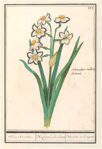 IdentificatieTitel(s): Trosnarcis (Narcissus)Tros-narcisse. / Narcissus medio lutens. / Narcisse en bouquet. (titel op object)Objecttype: tekening Objectnummer: RP-T-BR-2017-1-10-26Omschrijving: Trosn