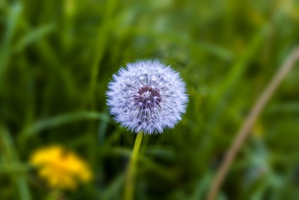 Cute summer nature