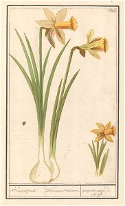 IdentificatieTitel(s): Wilde narcis (Narcissus pseudonarcissus)Trompettjens. / Narcissus Montanus. / trompette, espece de narcisse. (titel op object)Objecttype: tekening Objectnummer: RP-T-BR-2017-1-1 photo