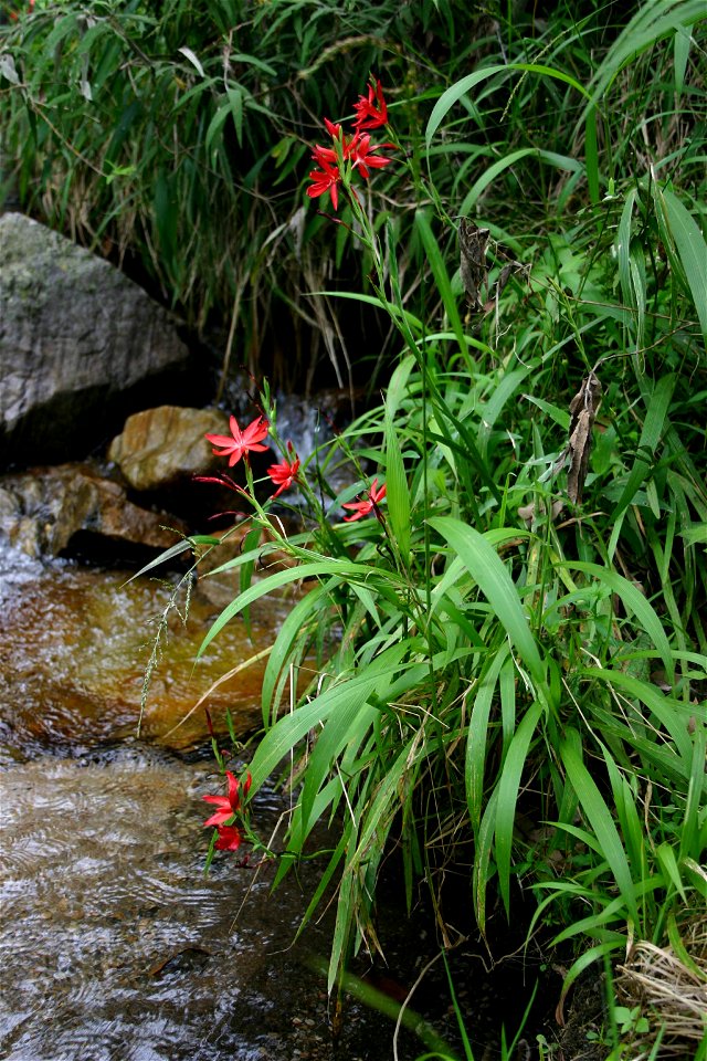 Hesperantha/Schizostylis coccinea, growing in natural habitat on streambanks, Hamerkop Kloof, Magaliesberg