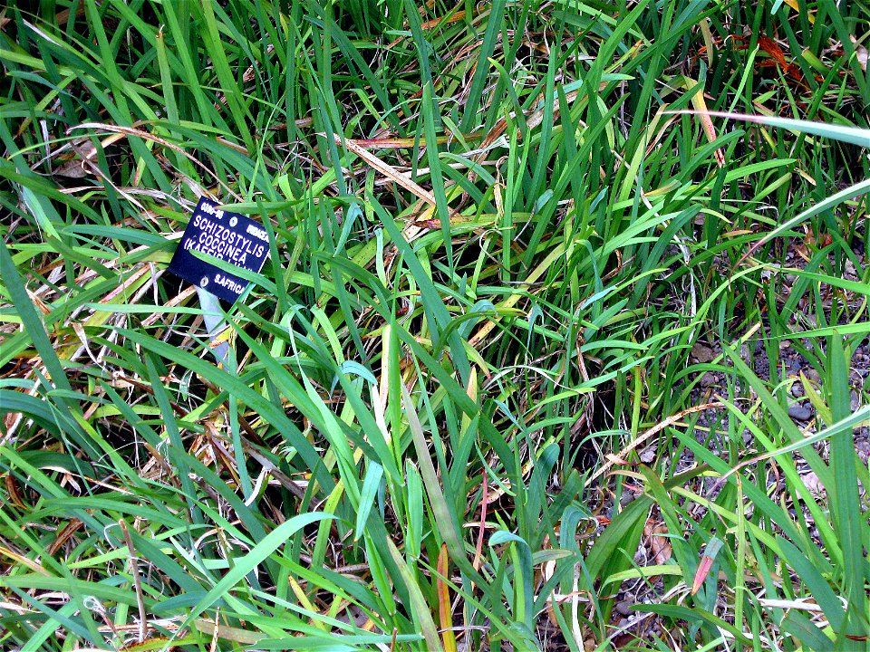 Schizostylis coccinea foliage photographed at Durham University Botanic Garden on 3 June 2009.
