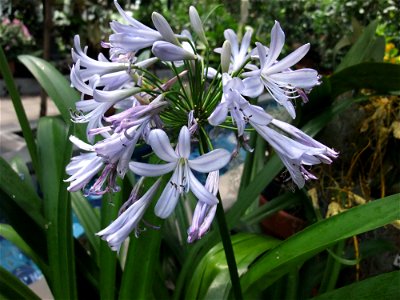 A photograph of the flowers of Agapanthus praecox ssp. orientalis. photo