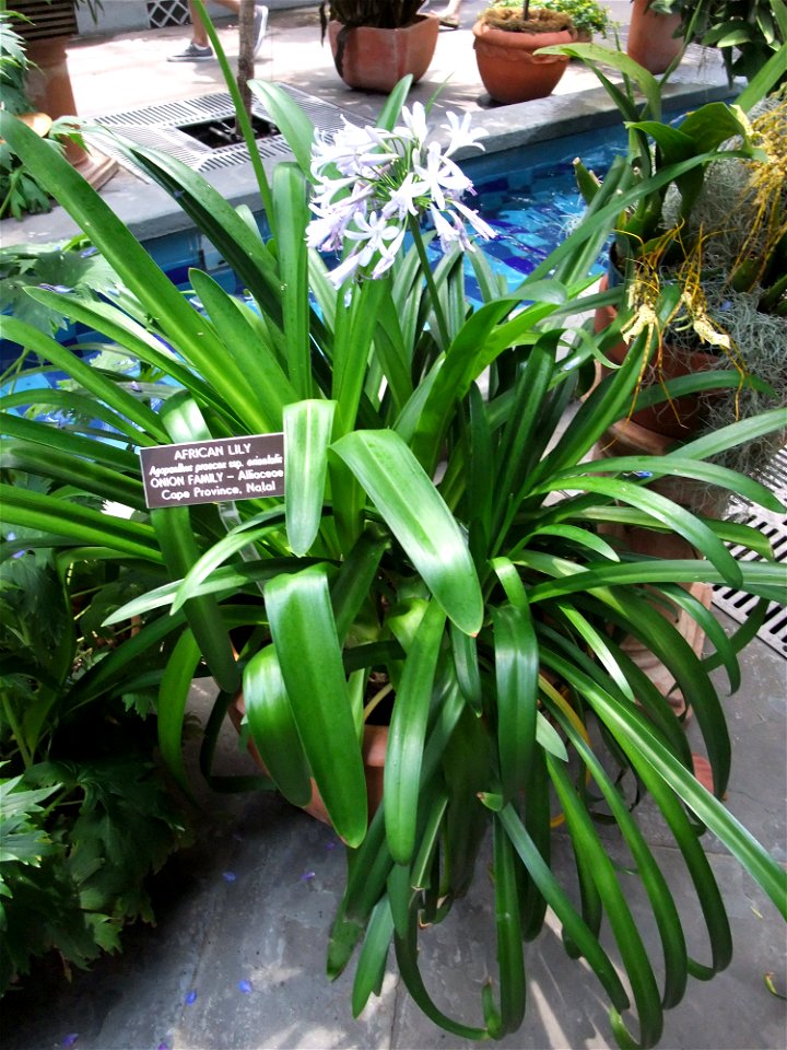 A photograph of Agapanthus praecox ssp. orientalis.