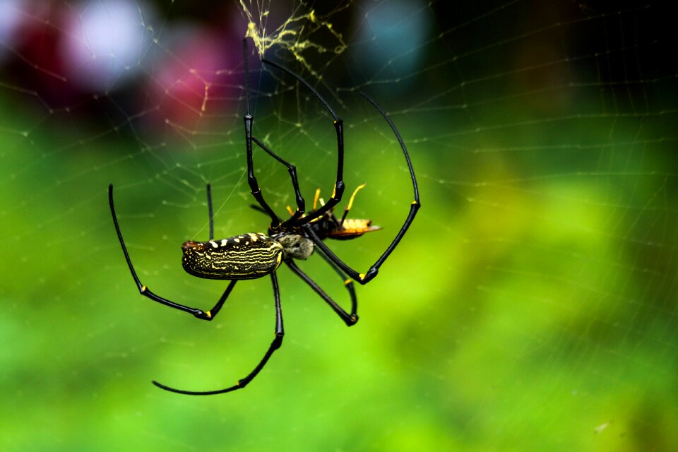 Jumping spider tarantula wild