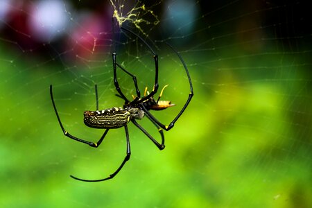 Jumping spider tarantula wild