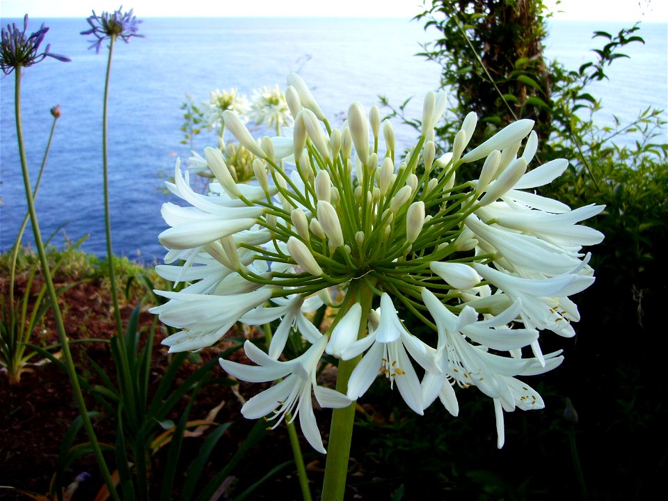 Agapanthus praecox white at the seashore in Funchal, Madeira