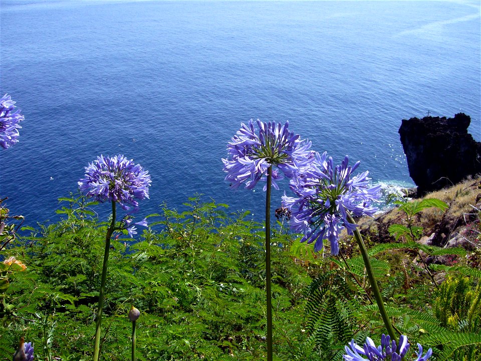 Agapanthus praecox blue at the seashore in Funchal, Madeira