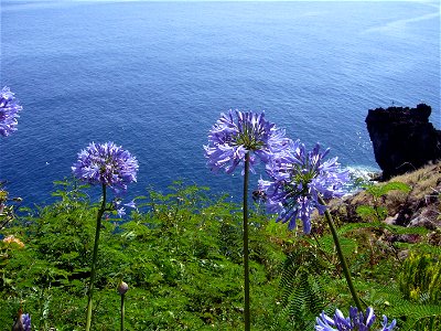 Agapanthus praecox blue at the seashore in Funchal, Madeira photo