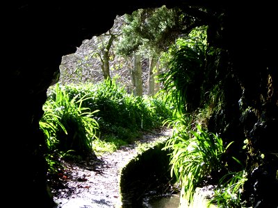 Levada Nova do Norte: view from one of many tunnels. Agapanthus along the Levada