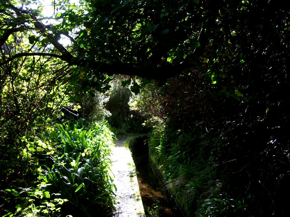 Levada Nova do Norte: green growing.