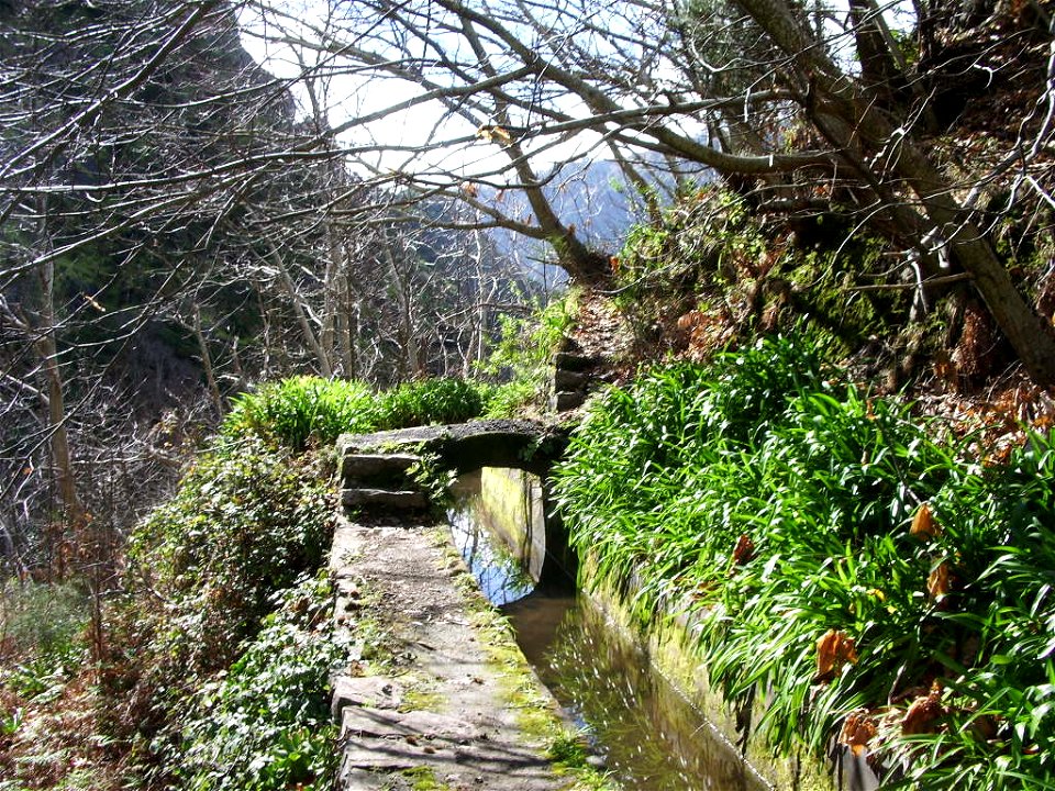 Levada Nova do Norte: Abundance of plants at sunny place
