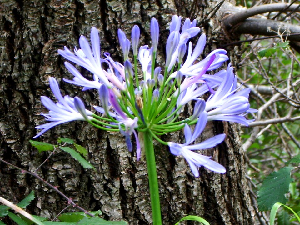Levada Nova do Norte: Agapanthus in bloom, out of season
