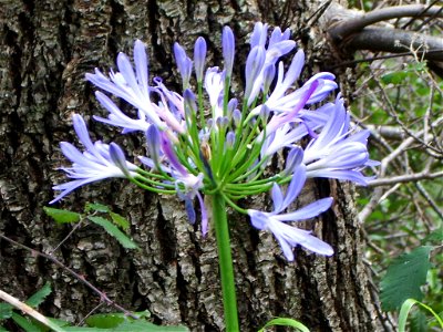 Levada Nova do Norte: Agapanthus in bloom, out of season
