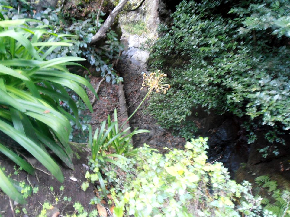 Levada Nova do Norte, dezembro 2017
