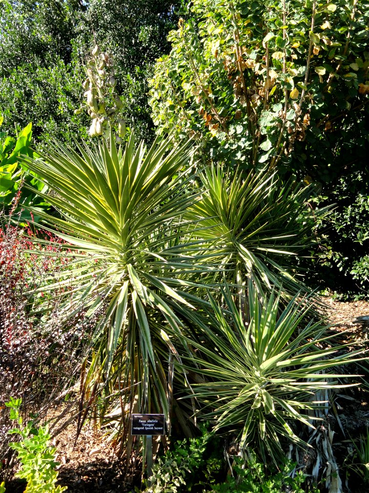 Yucca aloifolia specimen in the J. C. Raulston Arboretum (North Carolina State University), 4415 Beryl Road, Raleigh, North Carolina, USA.