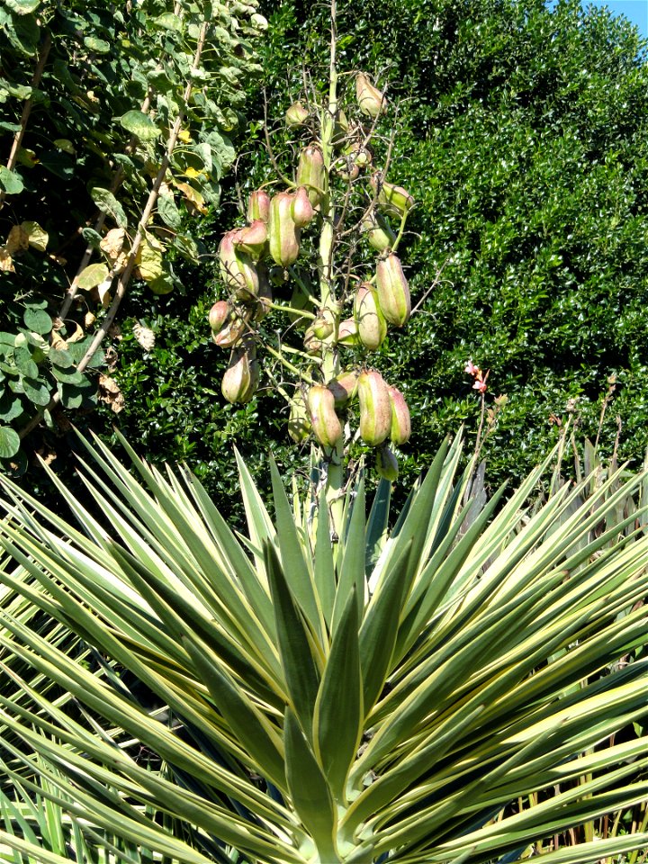 Yucca aloifolia specimen in the J. C. Raulston Arboretum (North Carolina State University), 4415 Beryl Road, Raleigh, North Carolina, USA.