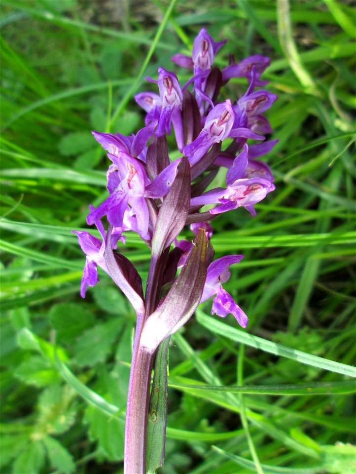 Männliches Knabenkraut (Orchis mascula) im Naturschutzgebiet „St. Arnualer Wiesen“