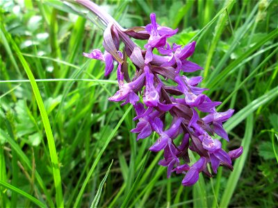 Männliches Knabenkraut (Orchis mascula) im Naturschutzgebiet „St. Arnualer Wiesen“