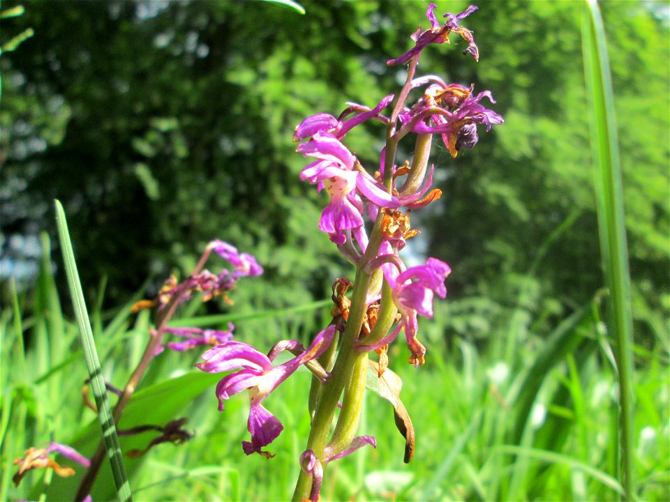 Männliches Knabenkraut (Orchis mascula) im Naturschutzgebiet „Wusterhang“ oberhalb von Fechingen