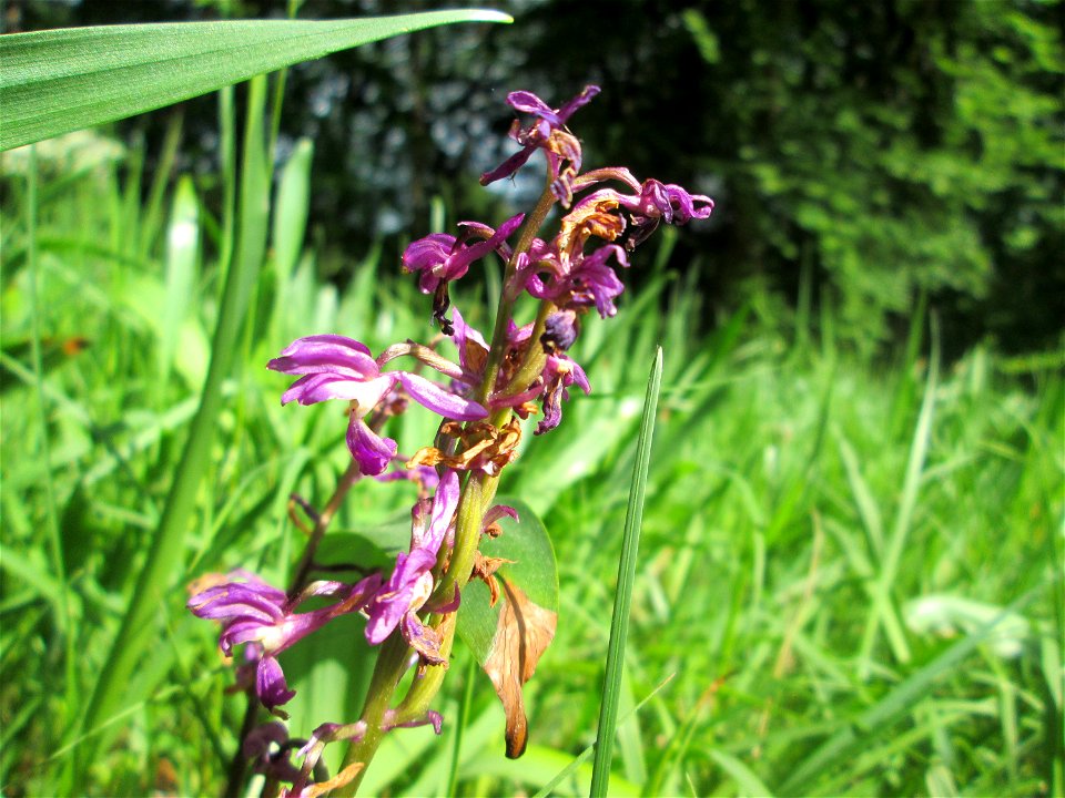 Männliches Knabenkraut (Orchis mascula) im Naturschutzgebiet „Wusterhang“ oberhalb von Fechingen