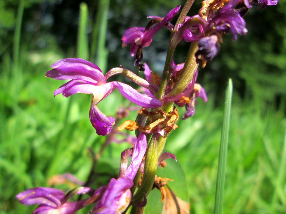 Männliches Knabenkraut (Orchis mascula) im Naturschutzgebiet „Wusterhang“ oberhalb von Fechingen