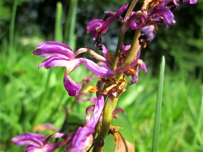 Männliches Knabenkraut (Orchis mascula) im Naturschutzgebiet „Wusterhang“ oberhalb von Fechingen