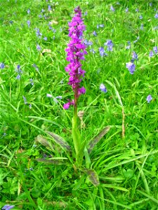 Orchis mascula in woods near Tillington, West Sussex, England. photo