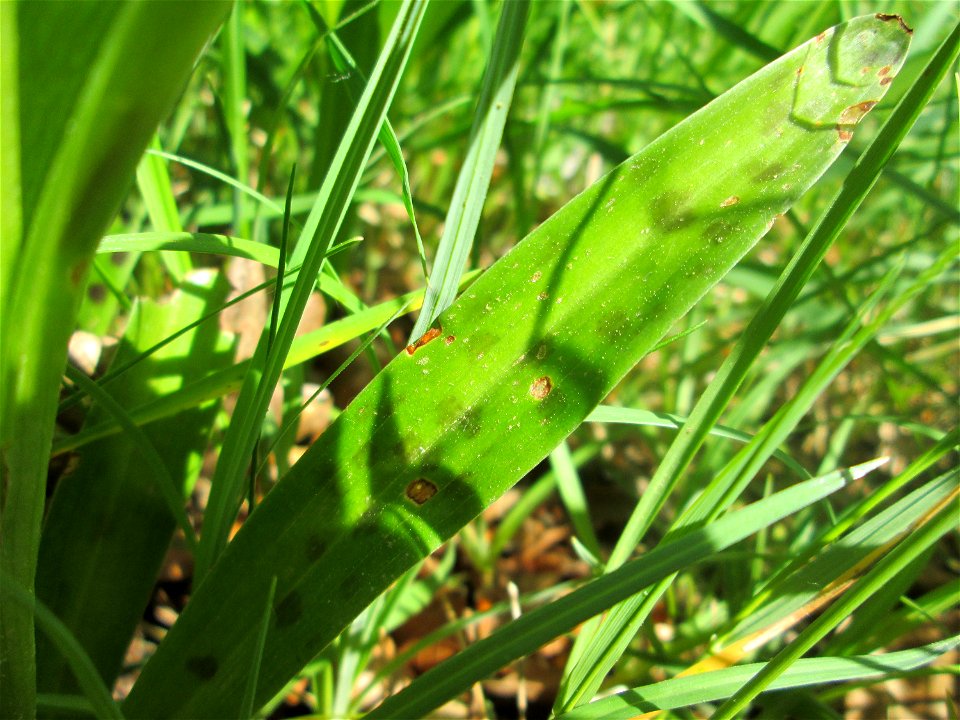 Männliches Knabenkraut (Orchis mascula) im Naturschutzgebiet „Wusterhang“ oberhalb von Fechingen
