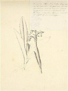IdentificatieTitel(s): Inheemse orchidee. Orchis mascula. Een nageltak (titel op object)Objecttype: prent Objectnummer: RP-P-1906-922Opschriften / Merken: opschrift, recto rechtsboven, handgeschreven: