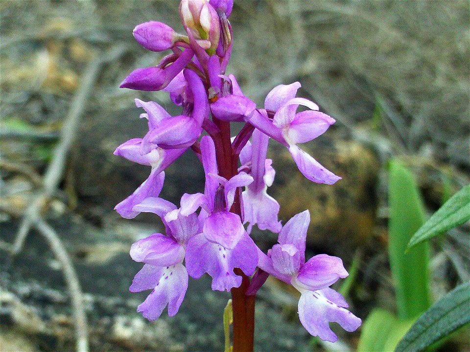 Orchis langei Flower closeup,  Dehesa  Boyal de Puertollano, Spain