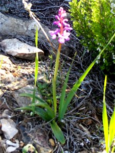 Orchis langei habit, Dehesa Boyal de Puertollano, Spain photo