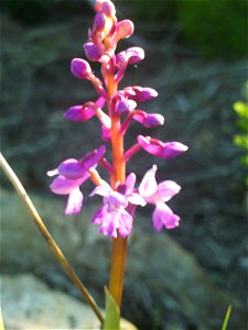 Orchis langei Flowers,  Dehesa  Boyal de Puertollano, Spain