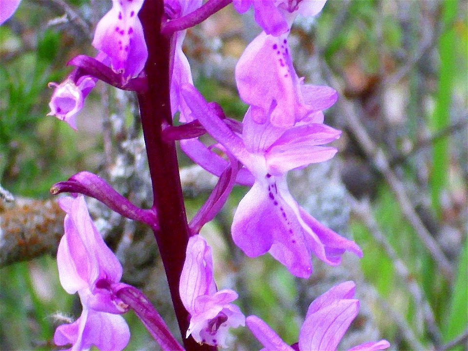 Orchis x langei close up Campo de Calatrava, Spain