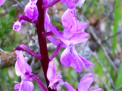 Orchis x langei close up Campo de Calatrava, Spain