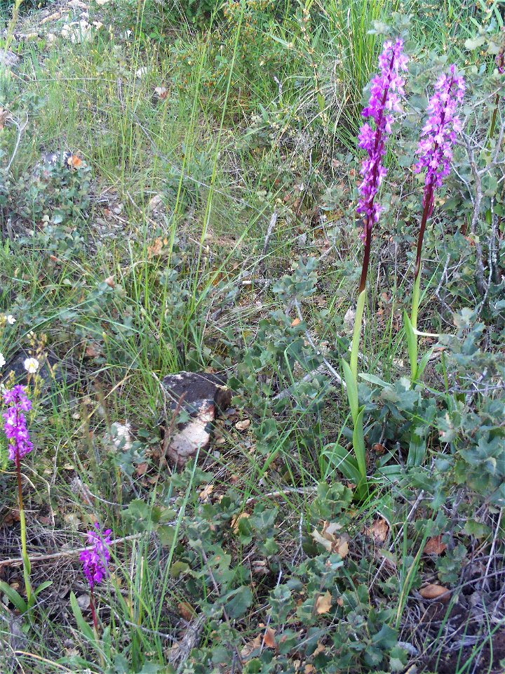 Orchis mascula habit, Dehesa Boyal de Puertollano, Spain