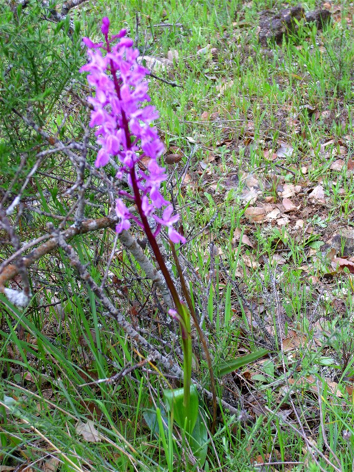 Orchis x langei close up Campo de Calatrava, Spain