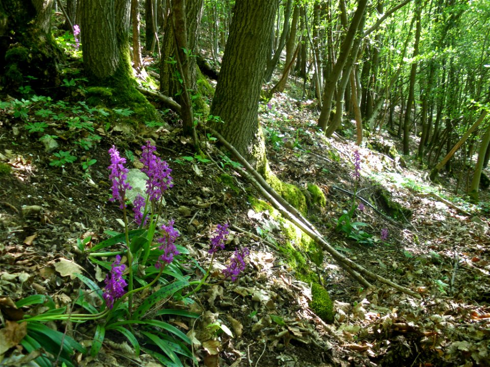 Roche-aux-foncons, le vendredi 24/04/2009

 fr:Roche-aux-faucons, fr:orchis ( à fr:Neupré)