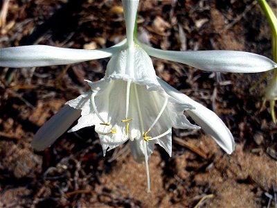 Pancratium maritimum flower close up, Parque de las Dunas de Torrelamata, Torrelamata, Torrevieja, Alicante, Spain