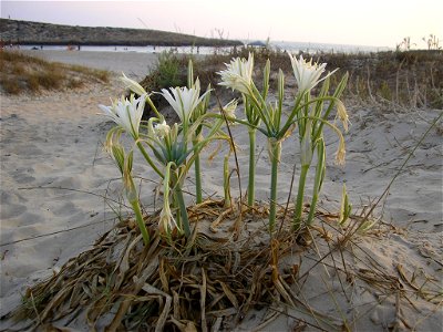 Sea Lily, Sea Daffodil;