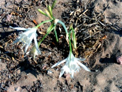 Pancratium maritimum plant, Parque de las Dunas de Torrelamata, Torrelamata, Torrevieja, Alicante, Spain