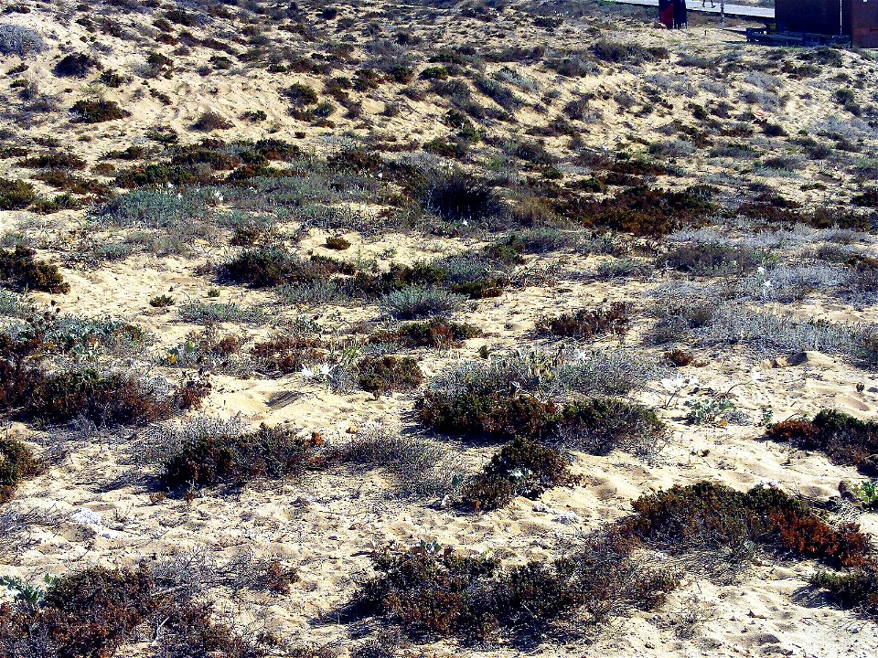 Pancratium maritimum habitat, Parque de las Dunas de Torrelamata, Torrelamata, Torrevieja, Alicante, Spain