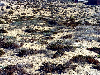 Pancratium maritimum habitat, Parque de las Dunas de Torrelamata, Torrelamata, Torrevieja, Alicante, Spain