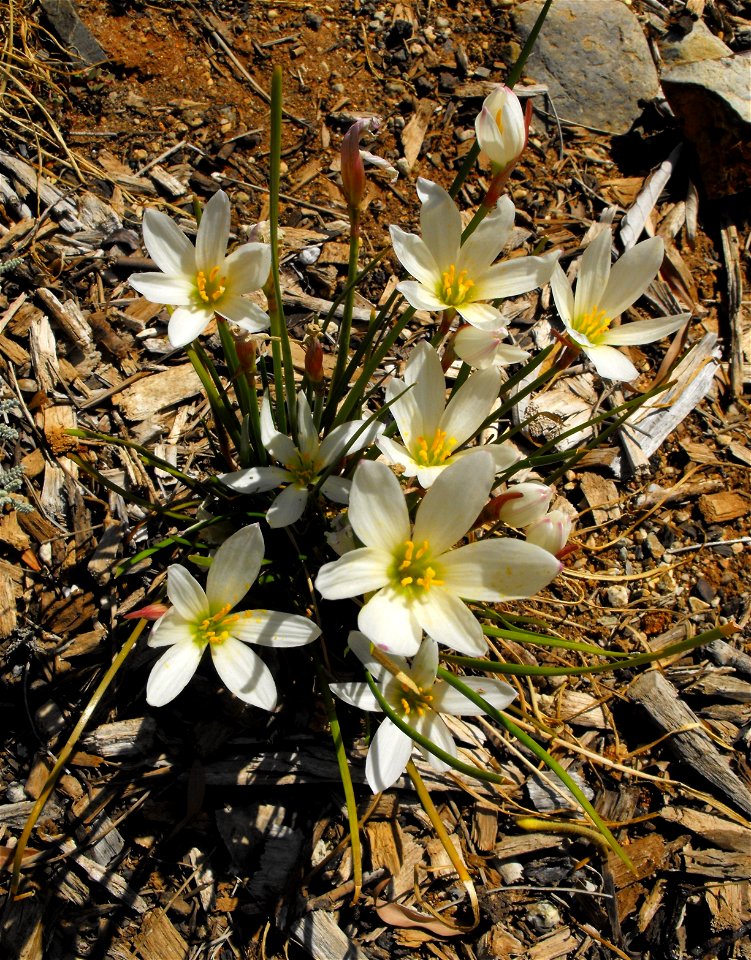 Zephyranthes candida in the Water Conservation Garden at Cuyamaca College, El Cajon, California, USA. Identified by sign. They look like Z. candida but the sign specified only genus.