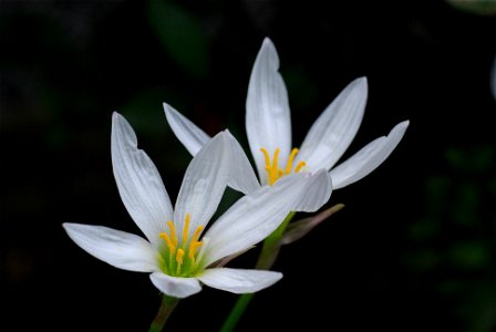 Flowers of Zephyranthes candida photo