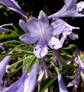 Agapanthus africanus 'Blue'. In The Water Conservation Garden At Cuyamaca College, located in El Cajon, southern California. photo