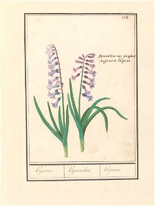 IdentificatieTitel(s): Hyacint (Hyacinthus orientalis)Hijacint. / Hijacinthus. / Hijacinte. (titel op object)Objecttype: tekening Objectnummer: RP-T-BR-2017-1-9-38Omschrijving: Blauwe hyacint. Rechtsb photo