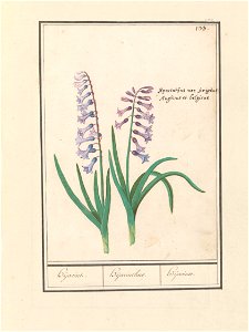 IdentificatieTitel(s): Hyacint (Hyacinthus orientalis)Hijacint. / Hijacinthus. / Hijacinte. (titel op object)Objecttype: tekening Objectnummer: RP-T-BR-2017-1-9-38Omschrijving: Blauwe hyacint. Rechtsb