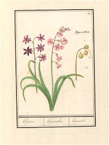 IdentificatieTitel(s): Hyacint (Hyacinthus orientalis)Hijacint. / Hijacinthus. / Hyacinthe. (titel op object)Objecttype: tekening Objectnummer: RP-T-BR-2017-1-9-46Omschrijving: Roze hyacinten. Rechtsb