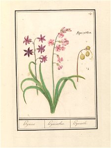 IdentificatieTitel(s): Hyacint (Hyacinthus orientalis)Hijacint. / Hijacinthus. / Hyacinthe. (titel op object)Objecttype: tekening Objectnummer: RP-T-BR-2017-1-9-46Omschrijving: Roze hyacinten. Rechtsb photo